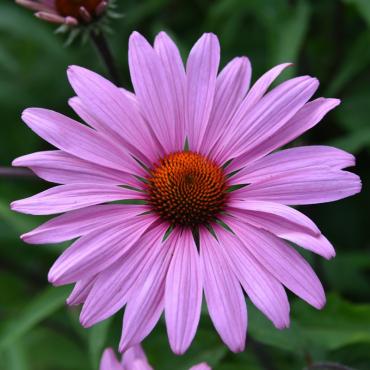 echinacea.jpg