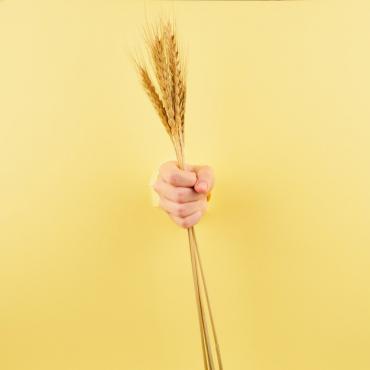 unrecognizable-person-holding-spikelet-pastel-yellow-background_73872-1125.jpg
