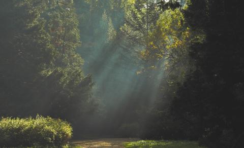 autumn-forest-landscape-21008.jpg