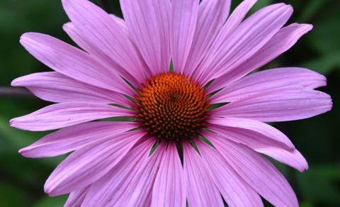 echinacea.jpg