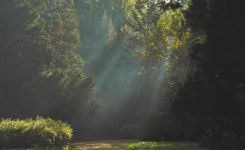 autumn-forest-landscape-21008.jpg