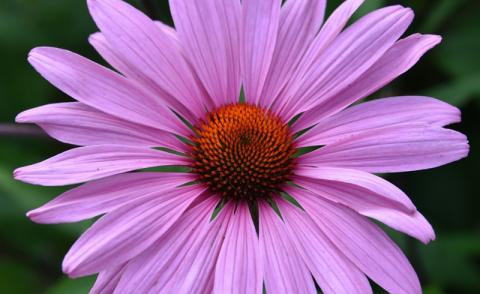 echinacea.jpg