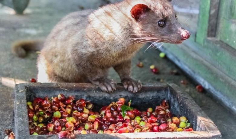 Kopi luwak